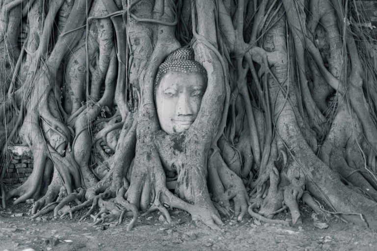 Famous buddha head Ayutthaya