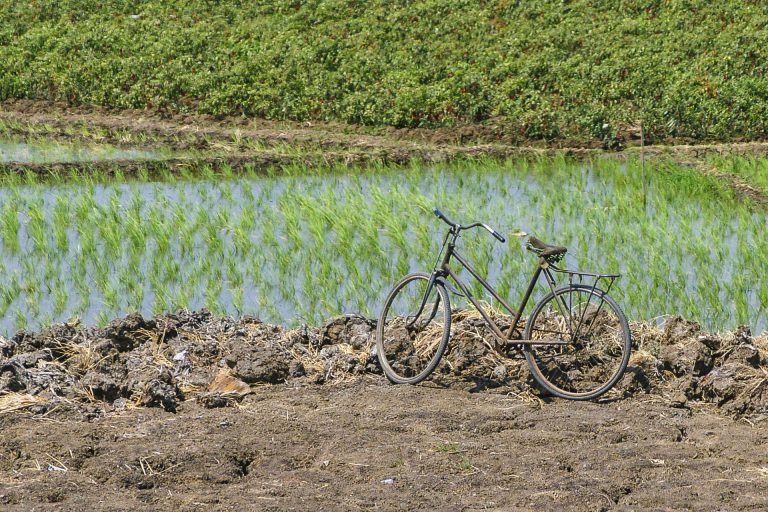 Bike in rice paddy