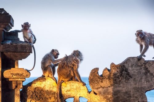 Monkey sunset temple