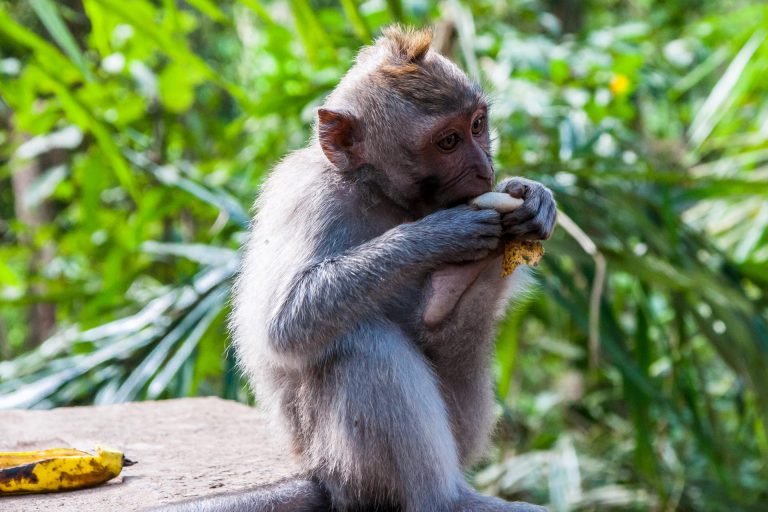 Aapje in monkey forest Ubud