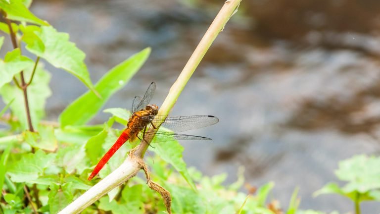 Dragonfly approach