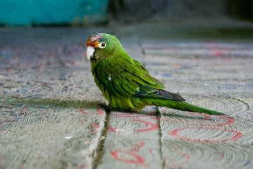 Painted bird